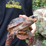 Animal-Embassy-red-foot-turtle.jpg