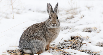 Animal-Embassy-winter-rabbit.png