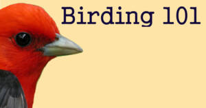 birding 101