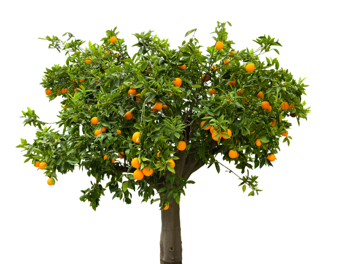 Fruit-tree.png