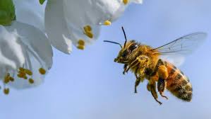To Bee or Not to Bee–Online Honeybee Class For All Ages