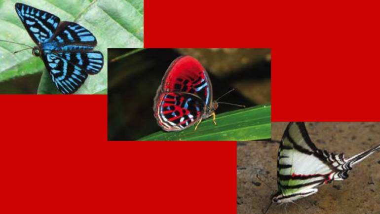 Rain Forest Butterflies Coming to the Library on March 10!