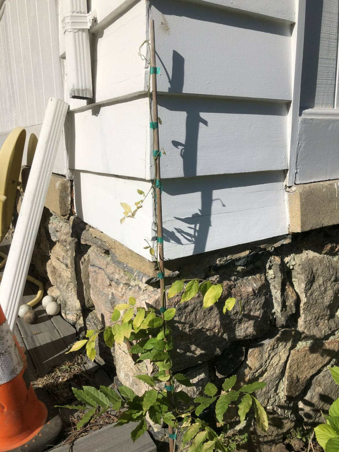 Wisteria-scaled.jpg