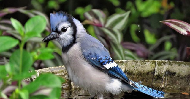 Backyard Birds