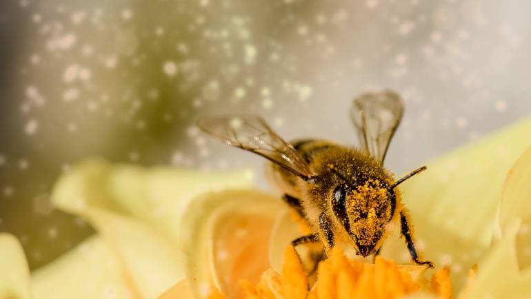 Celebrate Our Planet’s Pollinators for Earth Day