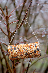 bird feeder